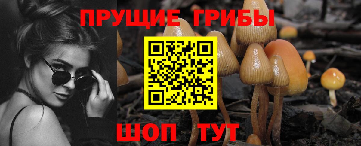 Саки  Галлюциногенные грибы Psilocybine cubensis  Псилоцибиновые грибы прущие грибы  Вход с VPN 